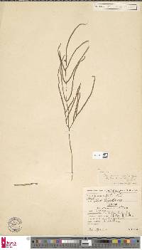 Image of Tectaria lombokensis