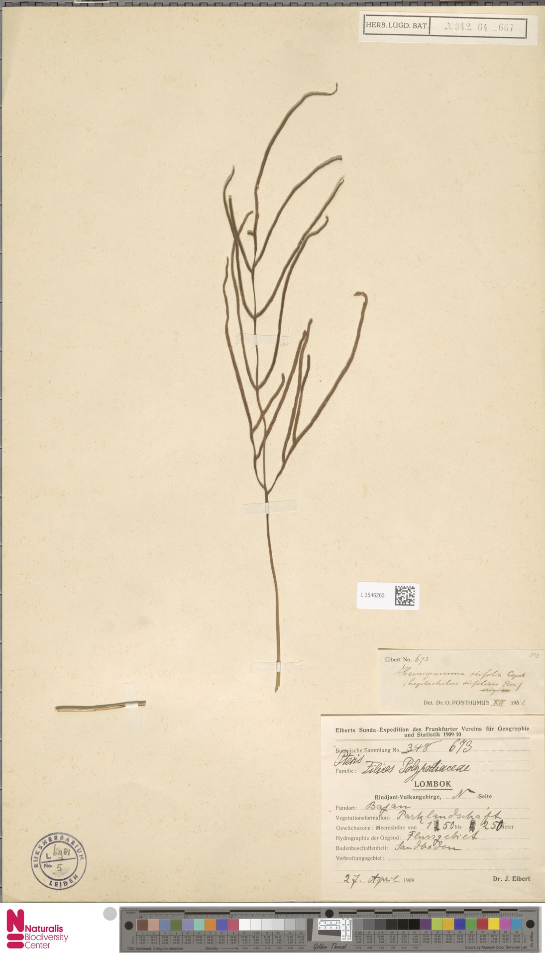 Tectaria lombokensis image
