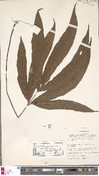 Tectaria hollrungii image