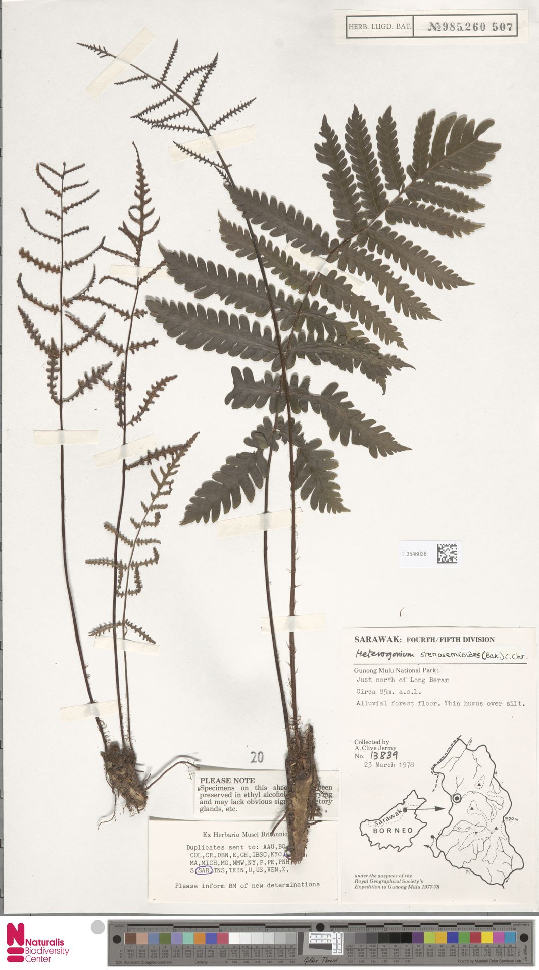 Tectaria borneensis image