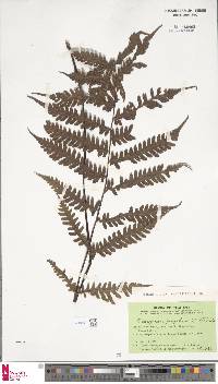 Tectaria gurupahensis image
