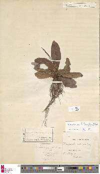 Tectaria hilocarpa image