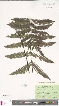 Tectaria gurupahensis image