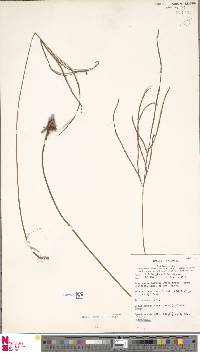 Tectaria hollrungii image