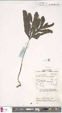 Helminthostachys zeylanica image