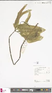 Helminthostachys zeylanica image