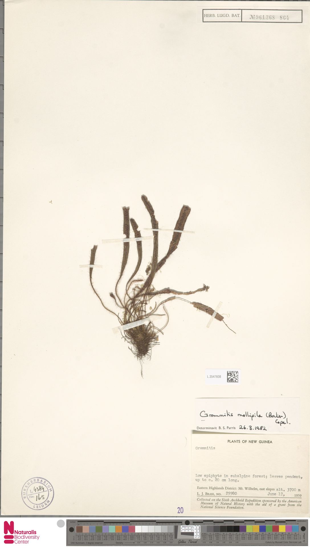 Oreogrammitis mollipila image