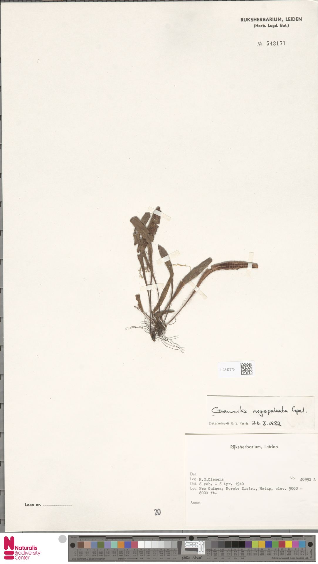 Oreogrammitis nigropaleata image