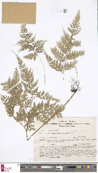 Leucostegia truncata image