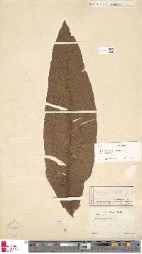 Leptochilus macrophyllus image