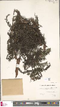 Leptopteris alpina image