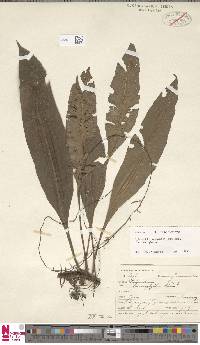 Leptochilus macrophyllus image