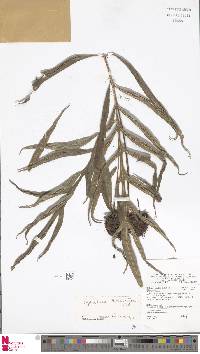 Leptochilus ellipticus image