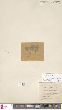 Oreogrammitis bongoensis image