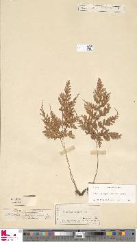 Leucostegia truncata image