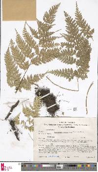 Leucostegia truncata image