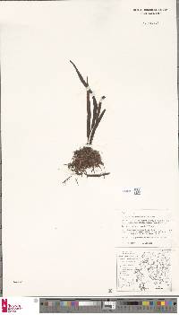 Oreogrammitis archboldii image