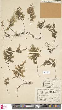 Image of Hymenophyllum krauseanum