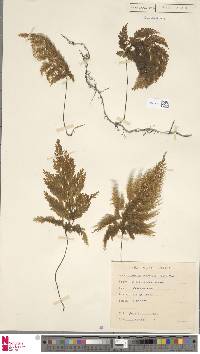 Hymenophyllum demissum image