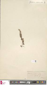 Image of Hymenophyllum tenerum