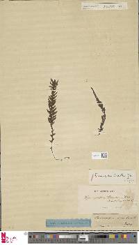 Image of Hymenophyllum tomentosum