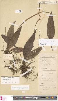 Leptochilus decurrens image