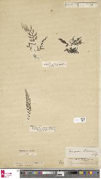 Hymenophyllum tunbridgense image