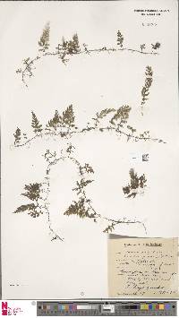 Hymenophyllum tunbridgense image