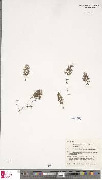 Hymenophyllum cupressiforme image