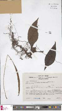 Leptochilus decurrens image