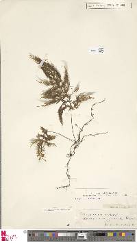 Hymenophyllum demissum image