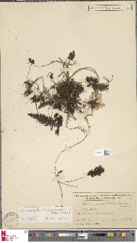 Image of Hymenophyllum trichophorum