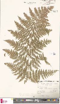 Dryopteris expansa image