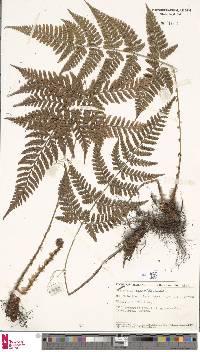 Dryopteris sparsa image