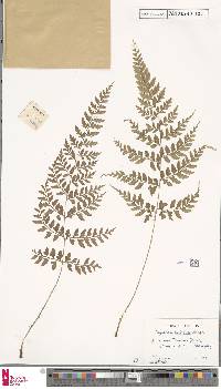 Image of Dryopteris deparioides