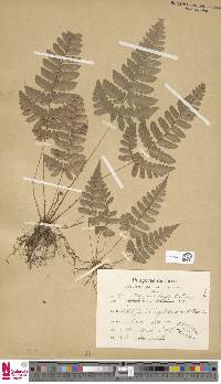 Dryopteris sparsa image