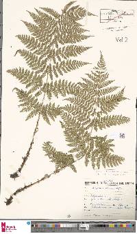 Dryopteris expansa image