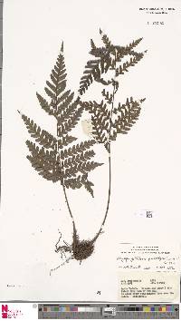 Dryopolystichum phaeostigma image