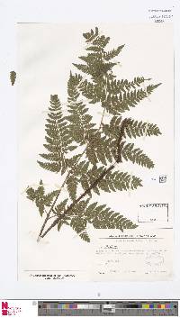 Dryopteris aemula image