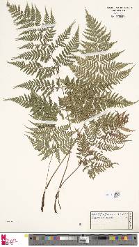 Dryopteris aemula image