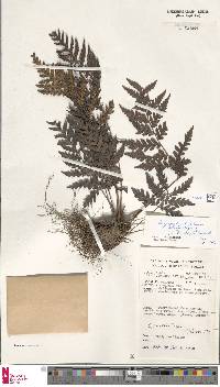 Dryopolystichum phaeostigma image