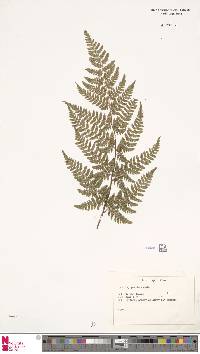 Dryopteris aemula image