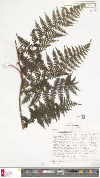 Deparia boryana subsp. boryana image