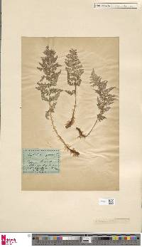 Dryopteris villarii image