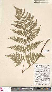 Dryopteris campyloptera image