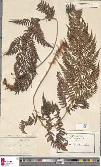 Dryopteris villarii image