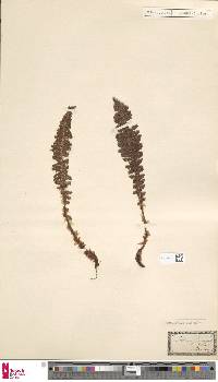 Dryopteris fragrans image