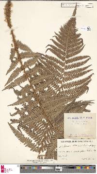 Dryopteris borreri image