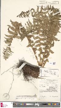 Dryopteris borreri image