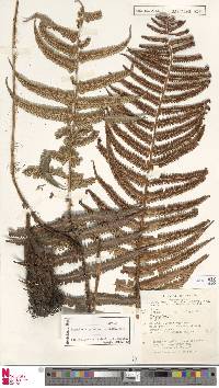 Dryopteris borreri image